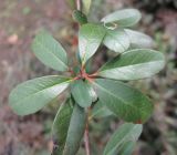 Pyracantha rogersiana