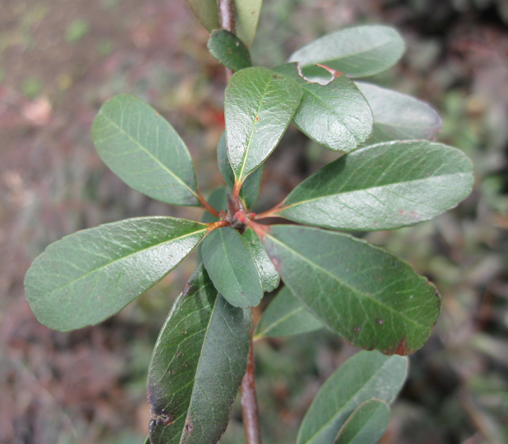 Image of Pyracantha rogersiana specimen.
