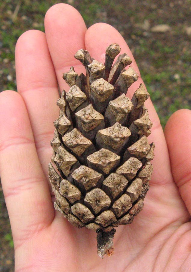 Image of Pinus sylvestris ssp. hamata specimen.