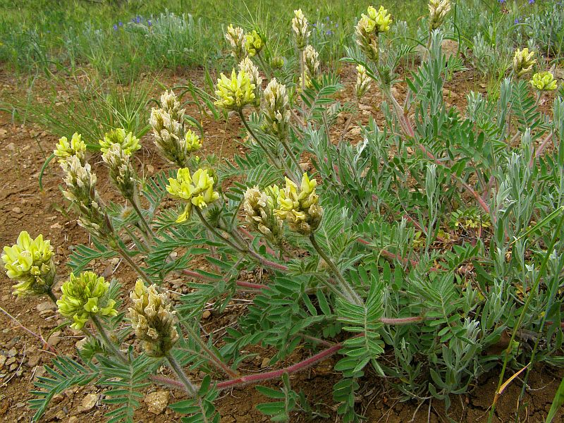 Изображение особи Oxytropis pilosa.