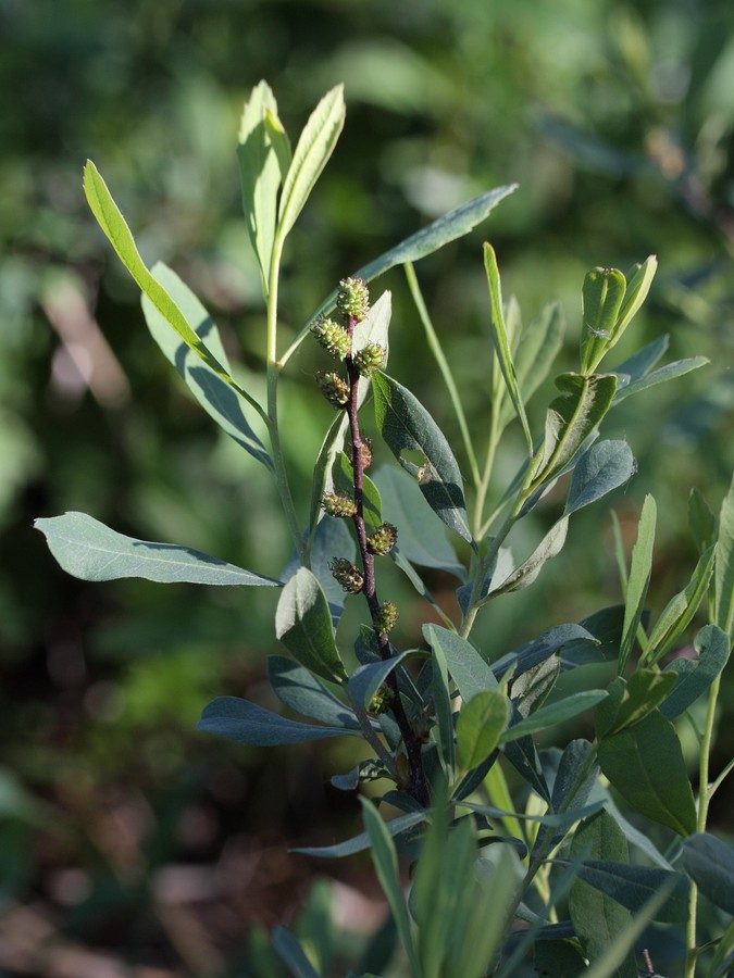 Image of Myrica gale specimen.