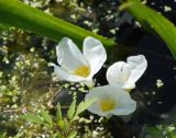 Stratiotes aloides