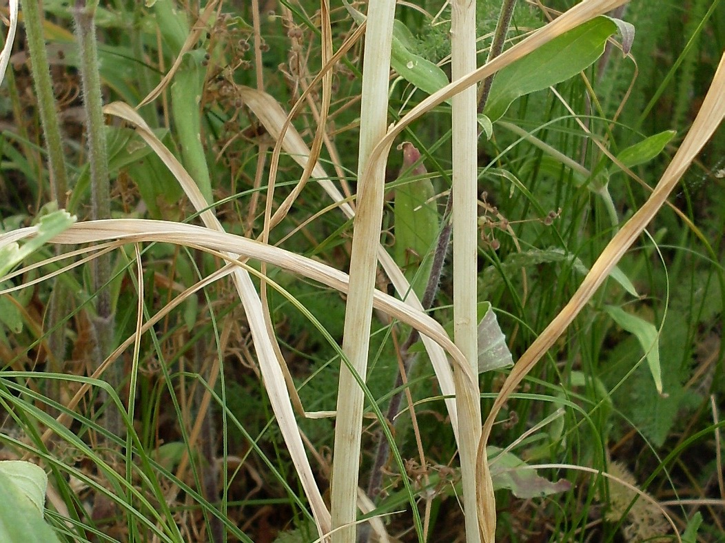 Image of Allium rotundum specimen.