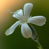 Dianthus marschallii