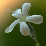 Dianthus marschallii. Цветок. Южный берег Крыма, лес возле Понизовки. 12 июля 2011 г.