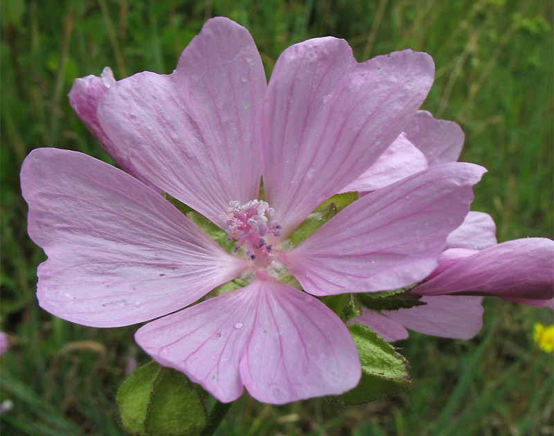 Image of Malva moschata specimen.