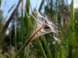 Epilobium palustre