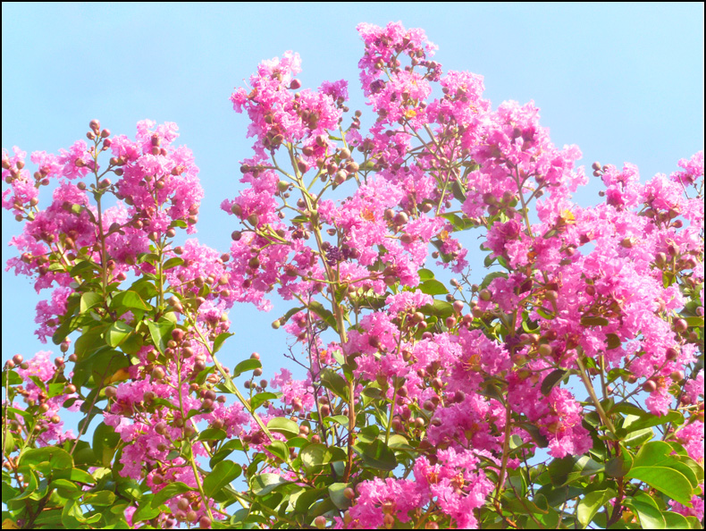 Image of Lagerstroemia indica specimen.