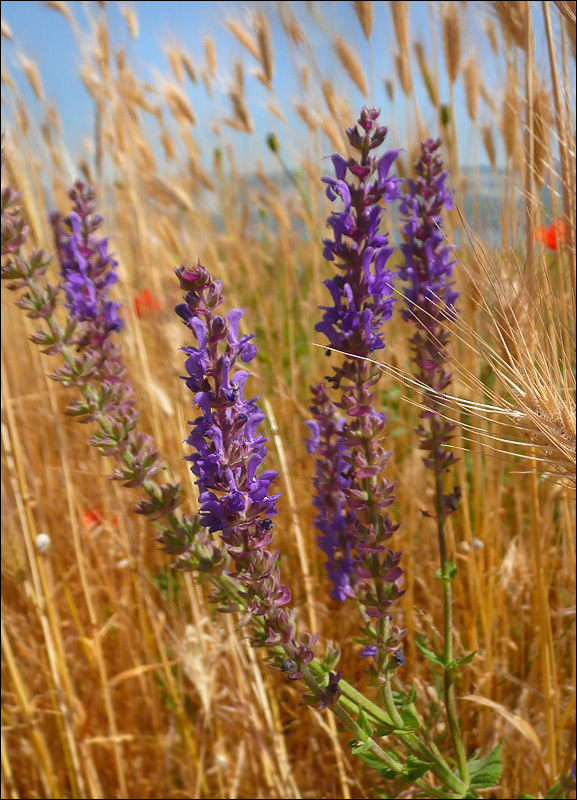 Image of Salvia tesquicola specimen.