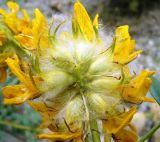 Astragalus schahrudensis