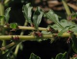 Amaranthus albus. Побег с соцветиями. Москва, сорное (происхождение: Калмыкия). 08.09.2011.