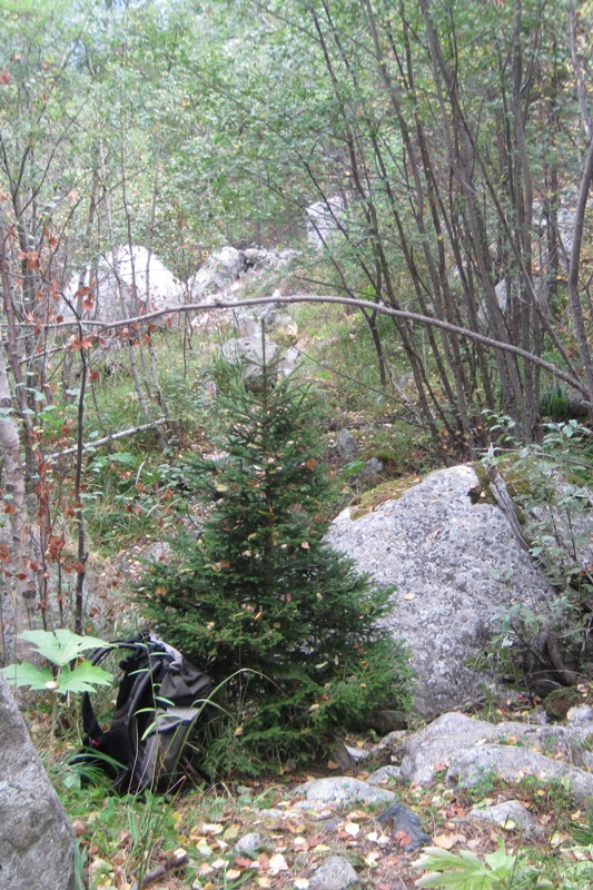 Image of Picea orientalis specimen.