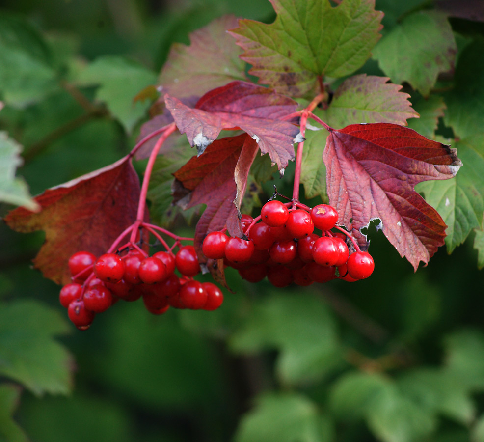 Image of Viburnum opulus specimen.