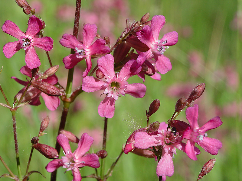 Изображение особи Viscaria vulgaris.