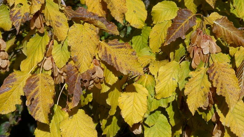 Image of Acer tataricum specimen.