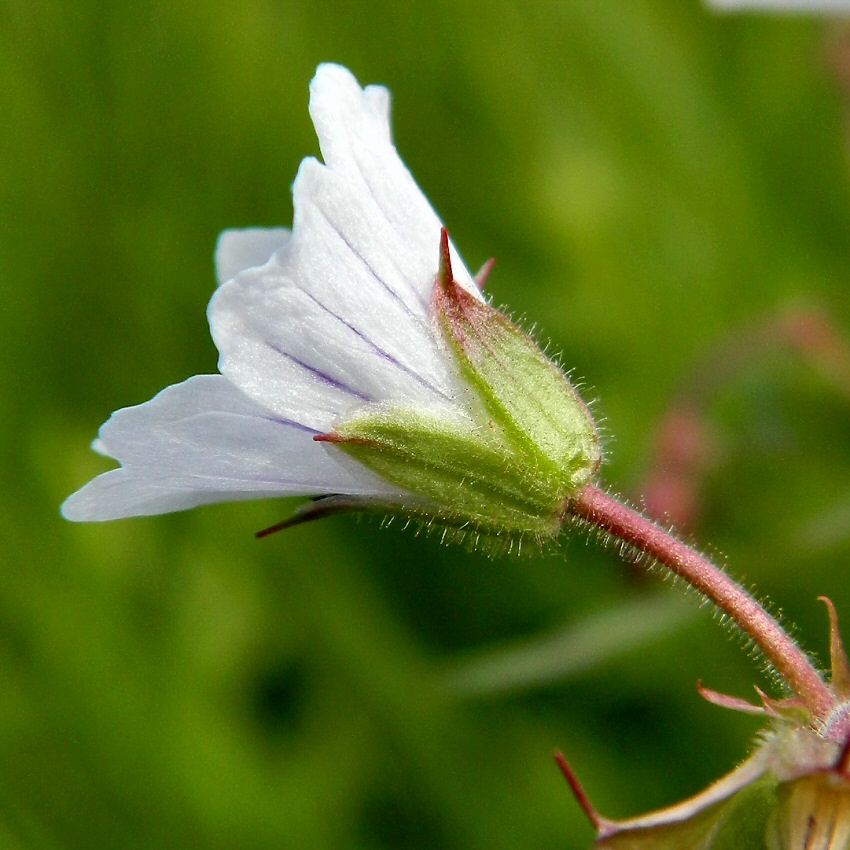 Image of Geranium krylovii specimen.