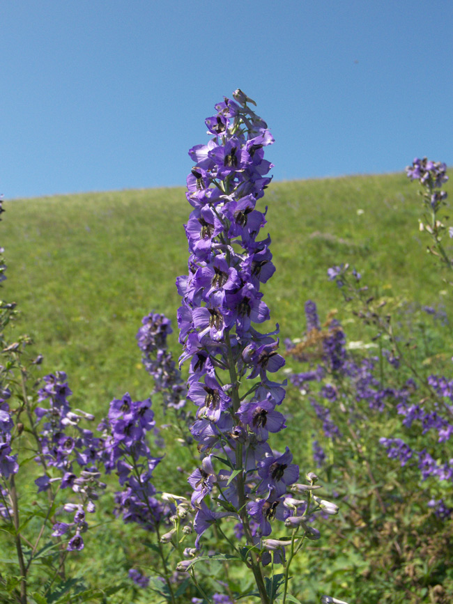 Изображение особи Delphinium megalanthum.