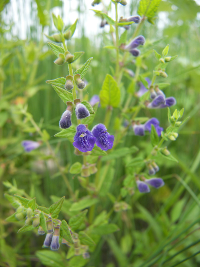 Image of Scutellaria galericulata specimen.