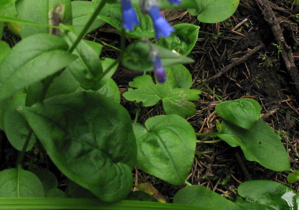 Изображение особи Mertensia stylosa.