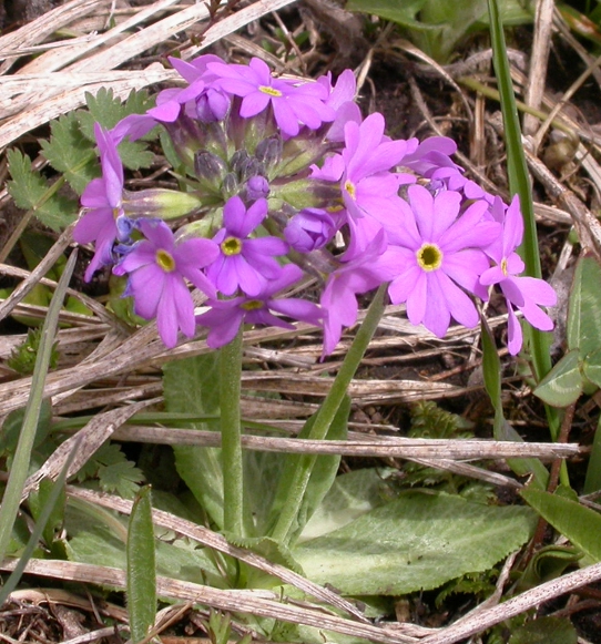 Изображение особи Primula algida.