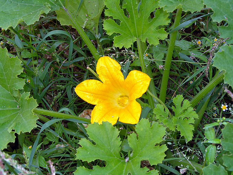 Image of Cucurbita pepo specimen.