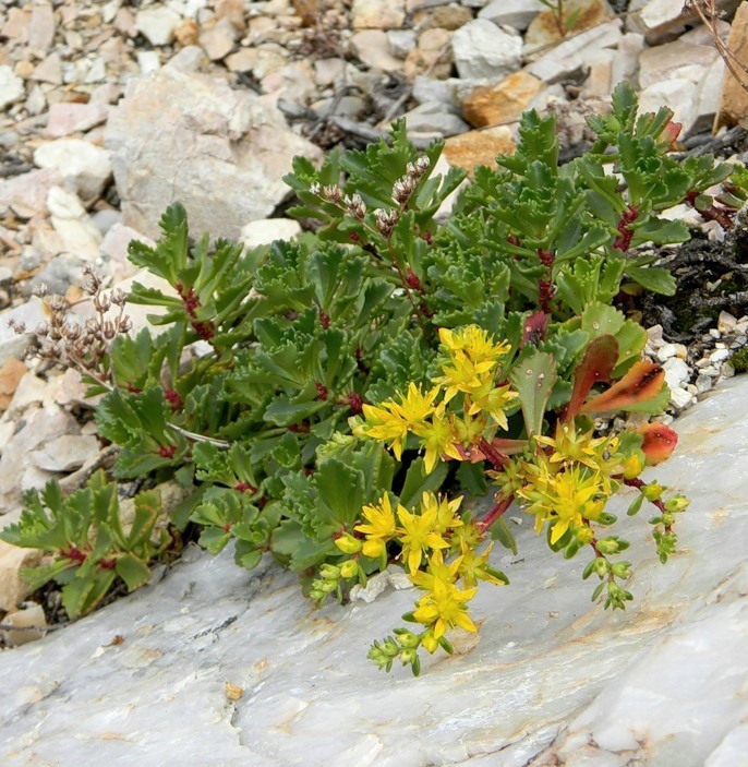 Image of Aizopsis hybrida specimen.