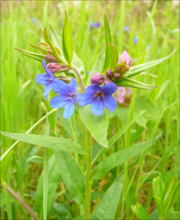 Изображение особи Aegonychon purpureocaeruleum.