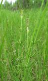 Equisetum palustre