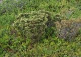 Juniperus sibirica. Низкие кусты со срезанными верхушками на горном склоне. Мурманская обл., Кандалакшский р-н, окр. пос. Лувеньга, южный склон гор Лувеньгские Тундры, тундровый пояс, 350 м н.у.м. 01.07.2010.