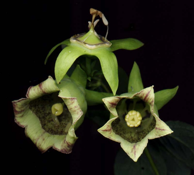 Изображение особи Codonopsis lanceolata.