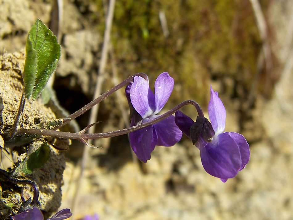 Image of Viola dehnhardtii specimen.