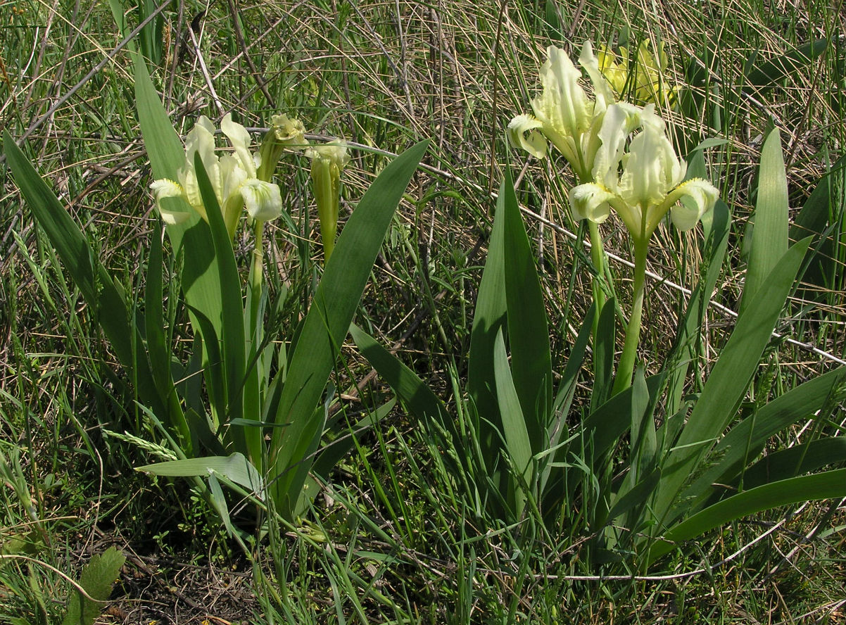 Image of Iris pumila specimen.