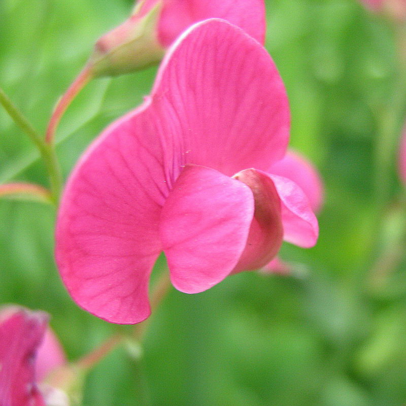 Image of Lathyrus tuberosus specimen.