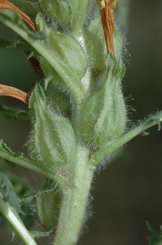 Image of Pedicularis songarica specimen.