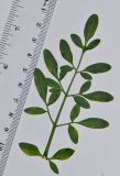 Ruta chalepensis
