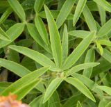 Trifolium alpestre. Листья. Украина, Донецкая обл., Володарский р-н, заповедник \"Каменные могилы\". 02.06.2012.