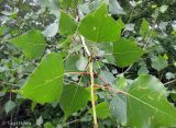 Populus nigra