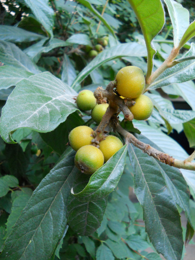 Image of Eriobotrya japonica specimen.