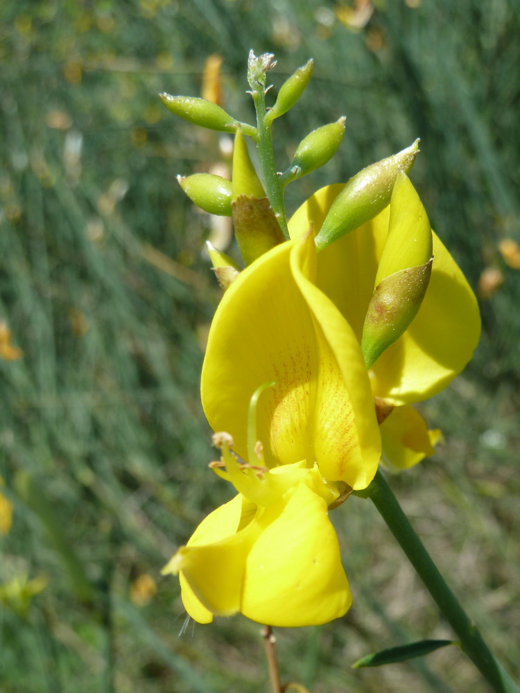 Image of Spartium junceum specimen.