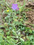 Echium plantagineum