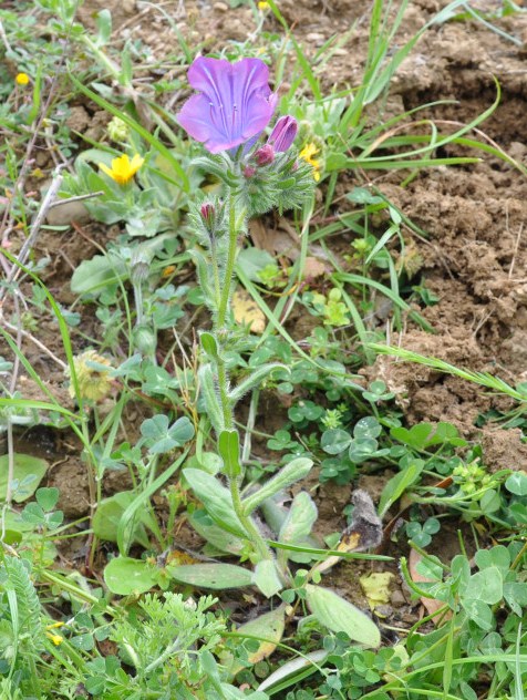 Изображение особи Echium plantagineum.