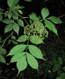 Sambucus nigra