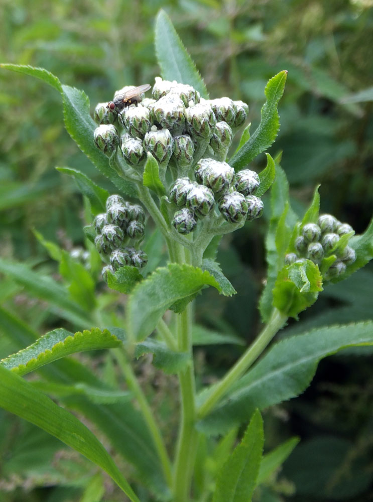 Image of Achillea cartilaginea specimen.