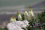 View full-size image Eremurus lactiflorus