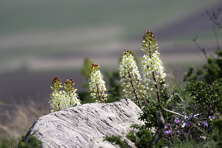 Image of Eremurus lactiflorus specimen.