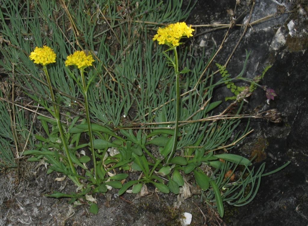 Image of Patrinia sibirica specimen.