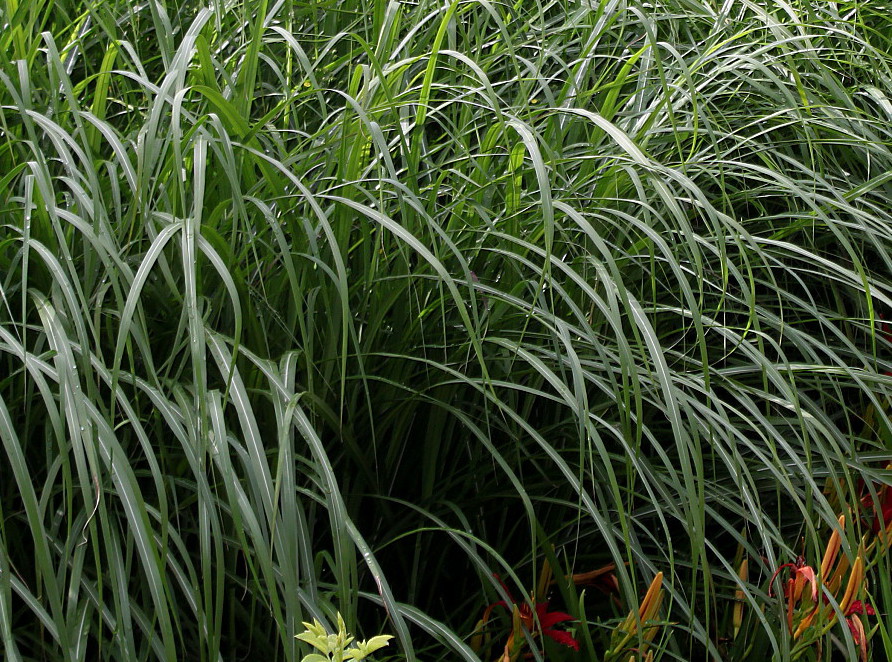 Изображение особи Miscanthus sinensis.