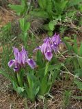 Iris pumila