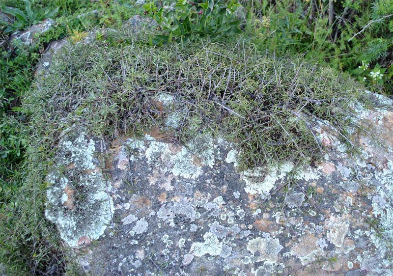 Image of Rhamnus tortuosa specimen.