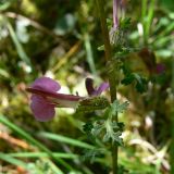 Pedicularis palustris
